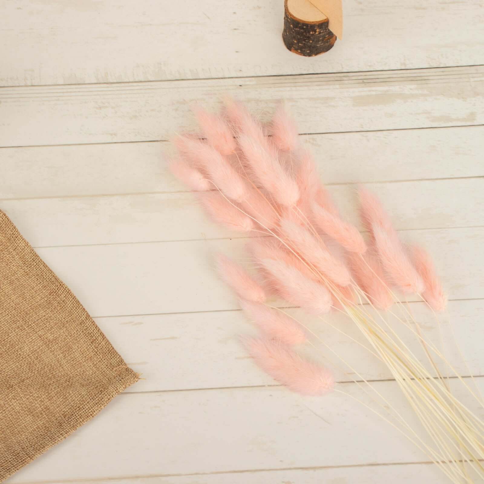 50-Pack Dried Bunny Tail Grass Blush - Rustic Chic Lagurus Ovatus Rabbit Tail Ornamental Grass for Modern Farmhouse Decor Event Styling & Floral Displays 15"